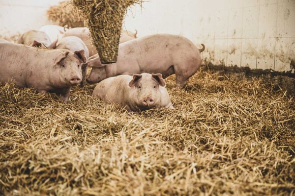 Sieben Schweine liegen im Stroh, zwei davon schauen in die Kamera.