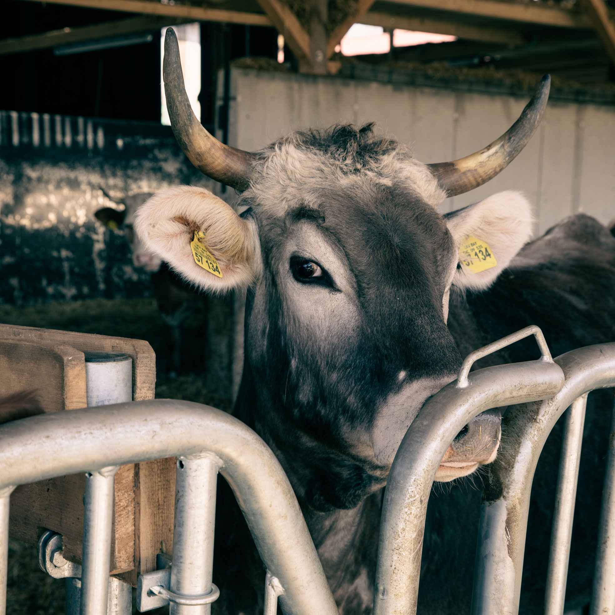 Ein Rind steht im Stall